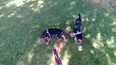WP_20130808_006-DogsAtBKE.jpg